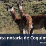 Sexta notaría de Coquimbo